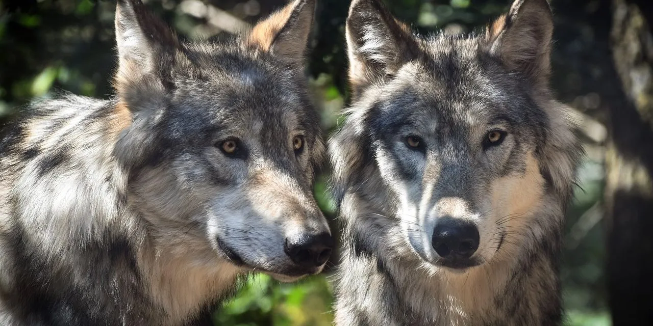 Wolves Mating Behavior