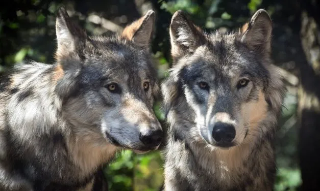 Wolves Mating Behavior