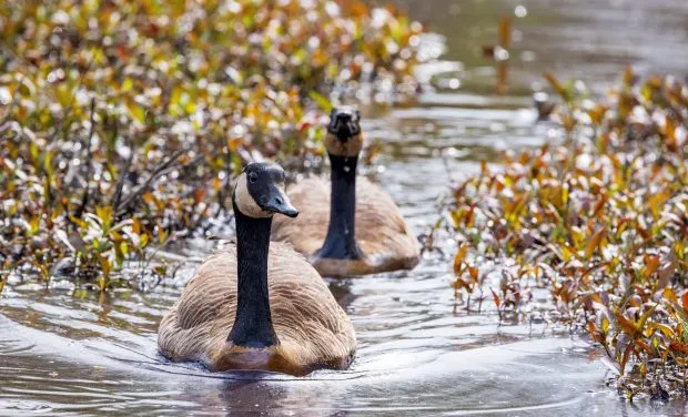 Geese Mating Behavior