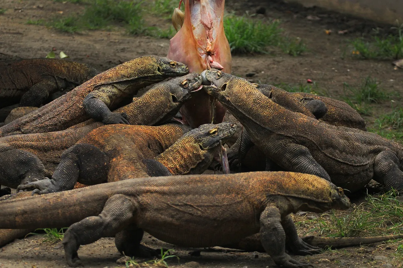 Monitor Lizard vs Komodo Dragon - BioExpedition