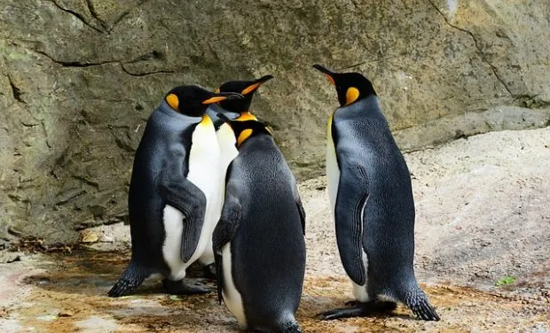 Penguin Facts And Information