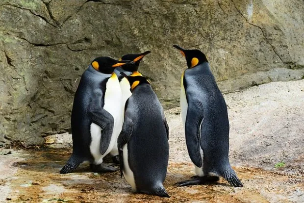 Penguin Facts And Information
