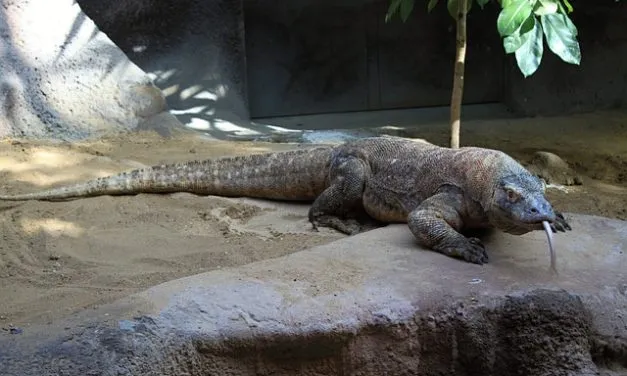Monitor Lizard vs Komodo Dragon