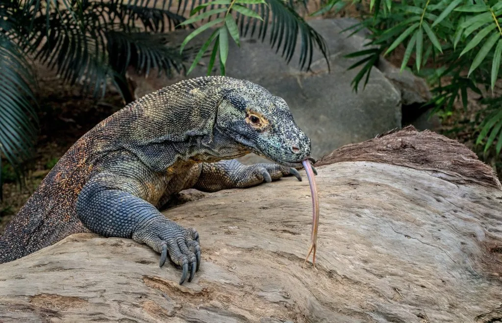 Monitor Lizard vs Komodo Dragon - BioExpedition
