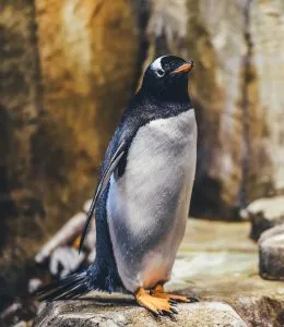 Little Blue Penguin (Eudyptula minor) - BioExpedition