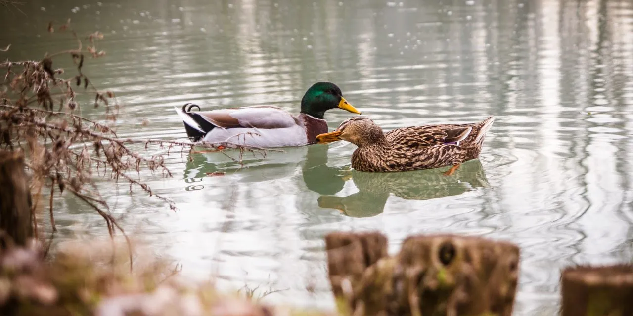 Understanding The Duck Mating Habits