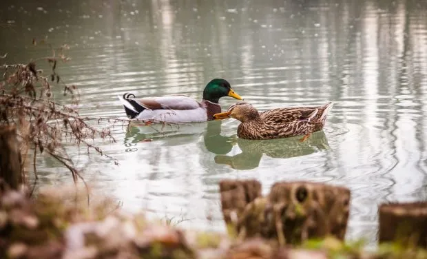Understanding The Duck Mating Habits