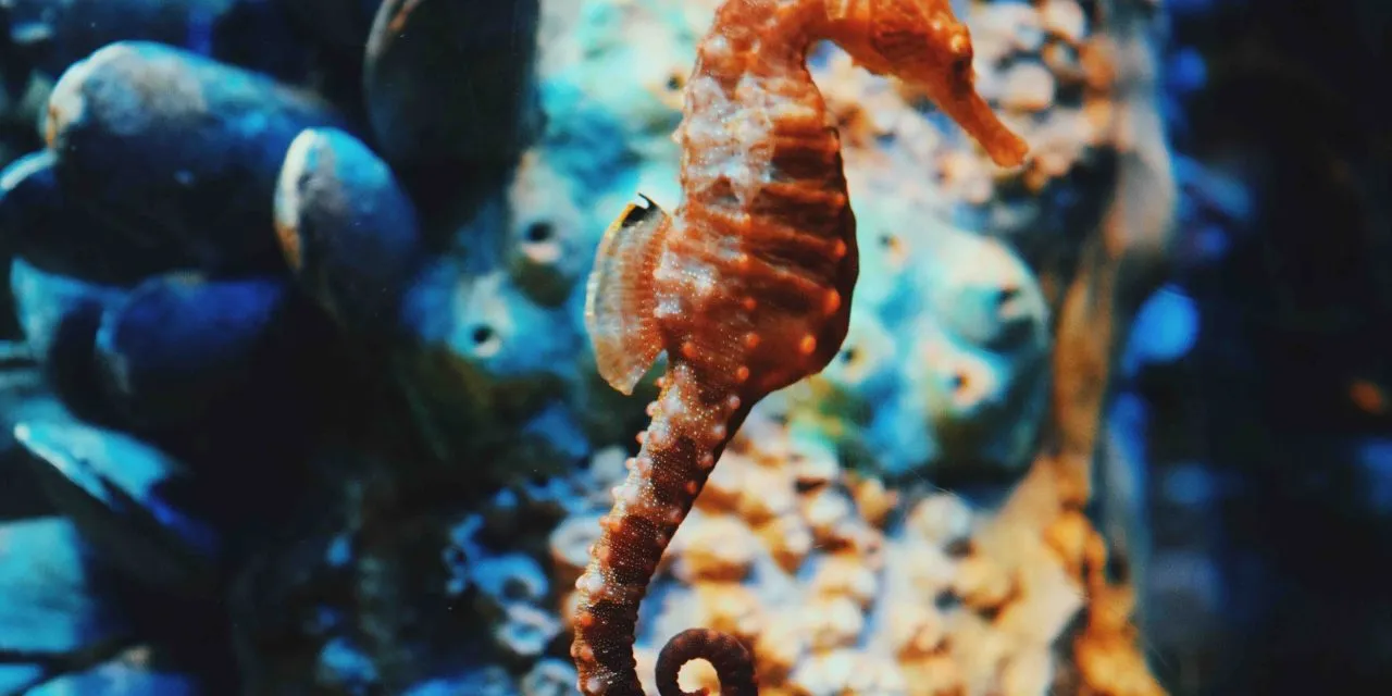 Seahorse Behavior