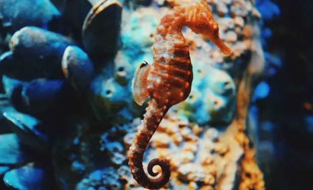 Seahorse Behavior