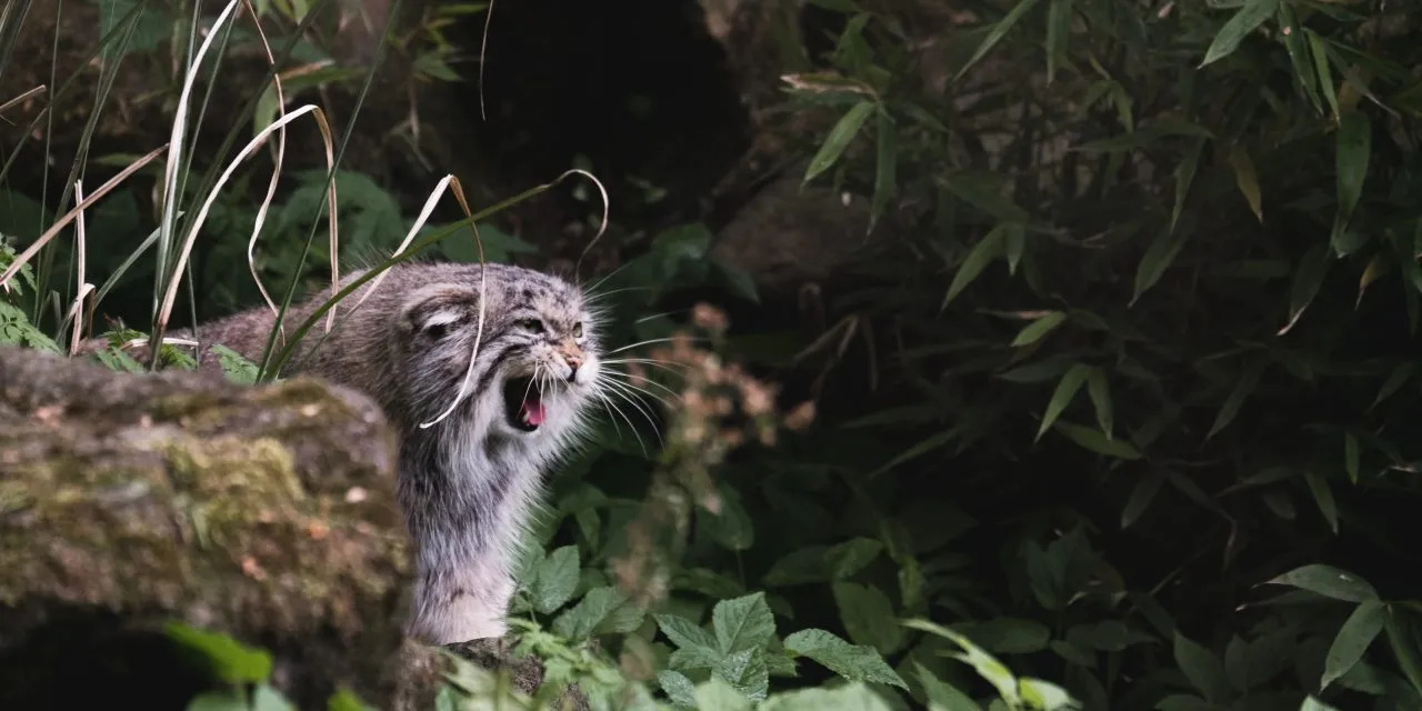 Pallas Cats Behavior