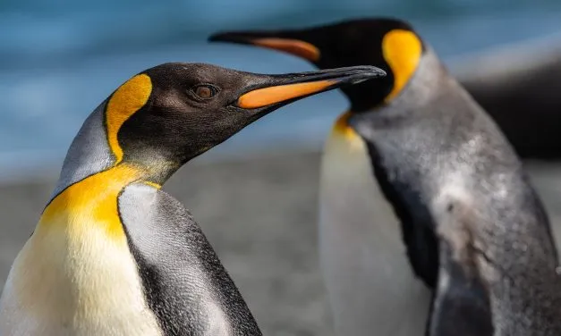 King Penguin Vs Emperor Penguin: Key Differences and Similarities