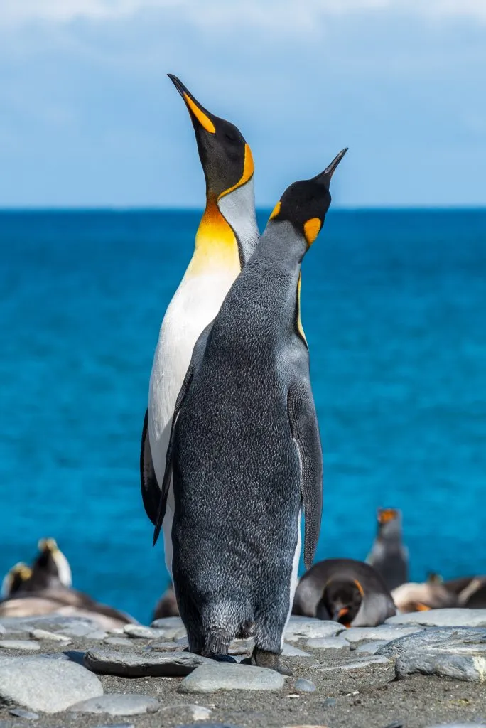 What's the Difference Between an Emperor Penguin and a King Penguin? -  American Oceans