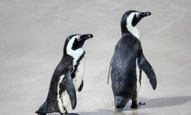 How Long do Penguins Live?