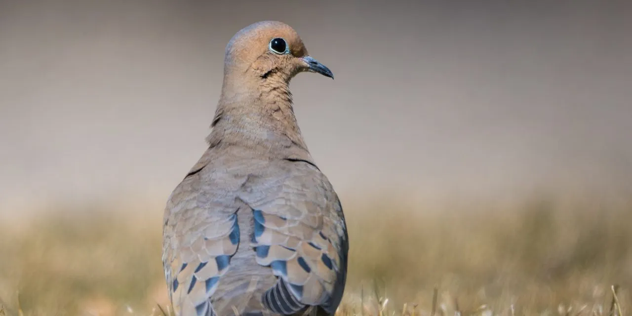 Mourning Dove Behavior