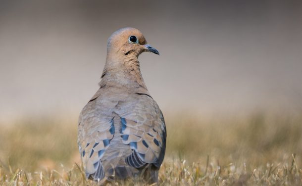 Mourning Dove Behavior