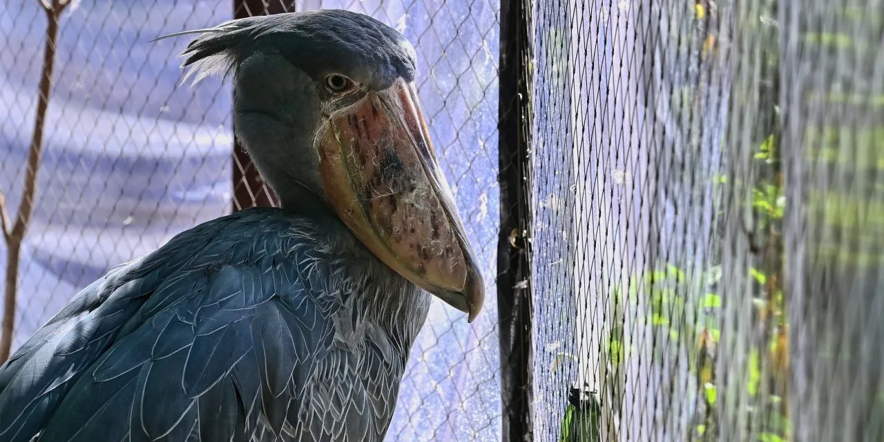 Shoebill Stork Behavior