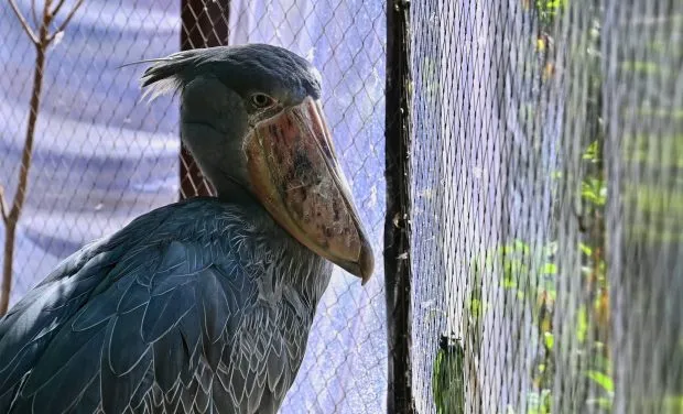 Shoebill Stork Behavior