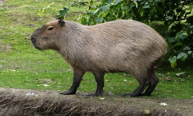 Capybara Behavior