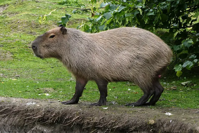 Capybara Behavior