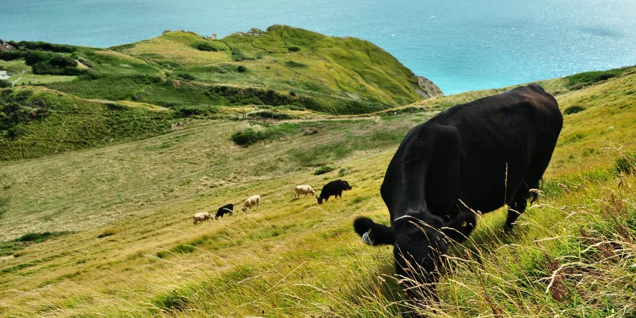 Animals That Forage
