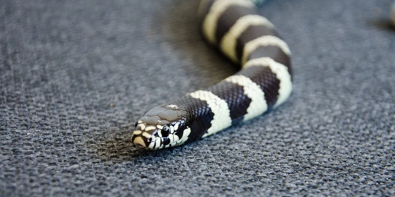 Black and White King Snake