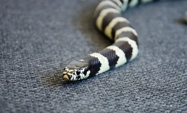 Black and White King Snake