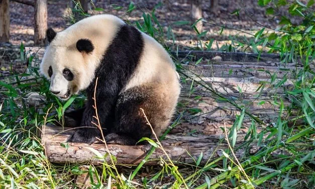 Giant Panda Behavior