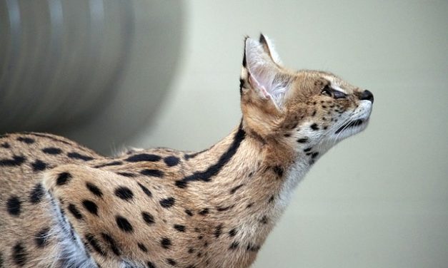 Serval Behavior