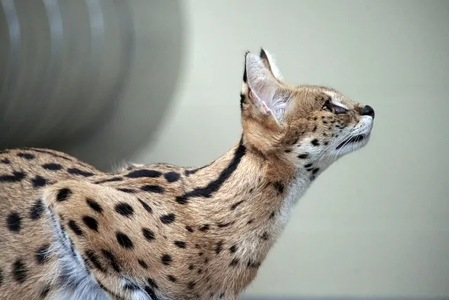 Serval Behavior