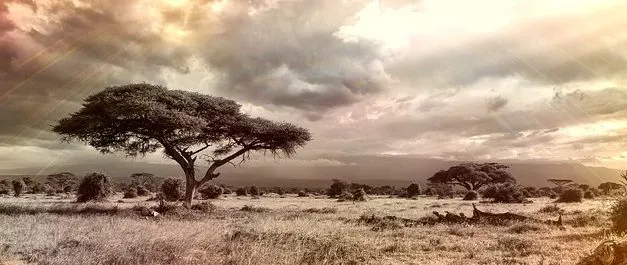 Savanna Biome Quiz