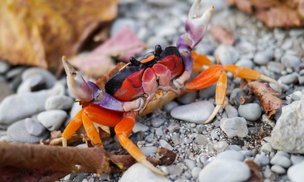 Animals That Estivate