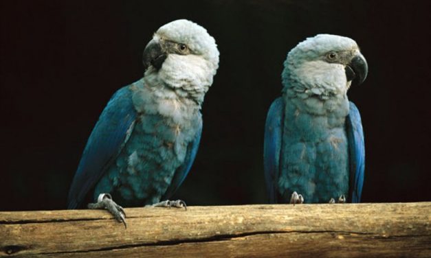 Tropical Birds