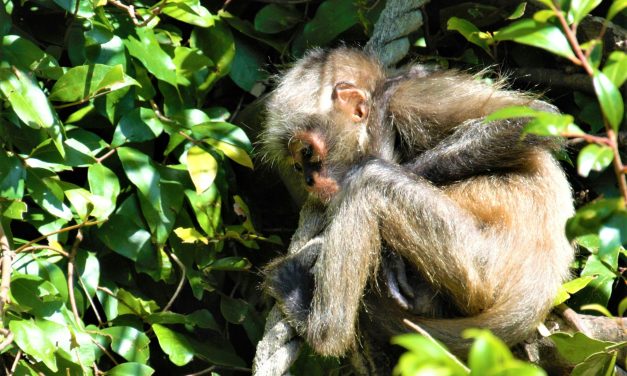 Arboreal Animals