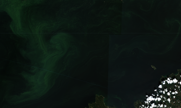 Tracking Algal Blooms From Space