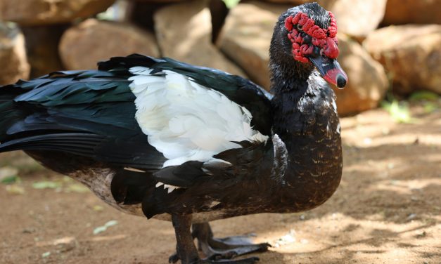 Animals with Webbed Feet