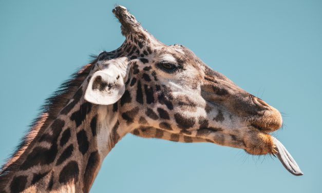 Animals With the Longest Tongues