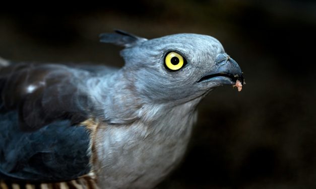 Animals With The Sharpest Eyes