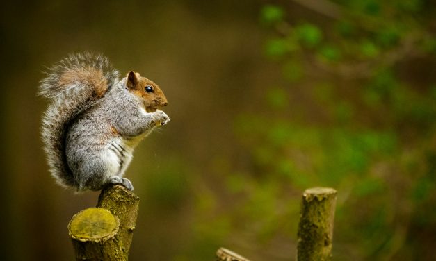 Animals That Can Survive Falls From Heights