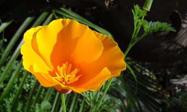 The 5 Most Beautiful Flowers in Orange County, CA