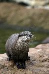 European Otter On Rock