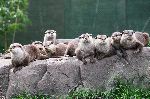 Large Otter Group Resting On A Rock