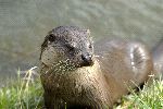 Otter Showing Its Whiskers